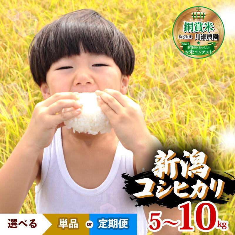 【ふるさと納税】 レビュー100件越え！R7年産 新潟県産コシヒカリ 選べる 配送月 容量 単品 定期便 5kg 10kg 3回 6回 特別栽培米 コシヒカリ 米 コシヒカリ コンテスト 入賞 四代目 悠助 ふるさと納税米定期便 ふるさと納税お米定期便 新潟 新発田 D71P