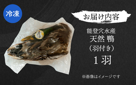 能登 穴水産 天然「鴨」（羽付き）1羽 |お肉 鴨肉 天然