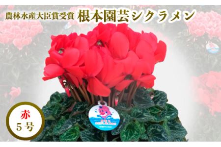 【先行予約】シクラメン レッド 5号鉢 花ギフト 根本園芸 | シクラメン 農林水産大臣賞