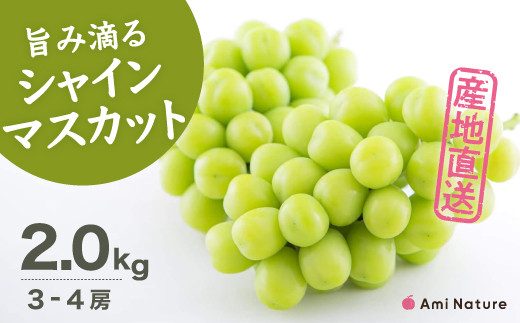 【2026年発送★先行予約】さわやかに滴るシャインマスカット 約2.0kg以上 065-021-26y | シャインマスカット 発送 アミナチュール 笛吹市 山梨 山梨県 フルーツ 果物 ぶどう 葡萄 大粒 シャインマスカット おすすめ シャインマスカット 贈答 シャインマスカット ギフト 産地 期間限定 2kg 笛吹 国産 ぶどう 人気 新鮮 種なし 高級 くだもの 2.0kg 完熟 ブドウ