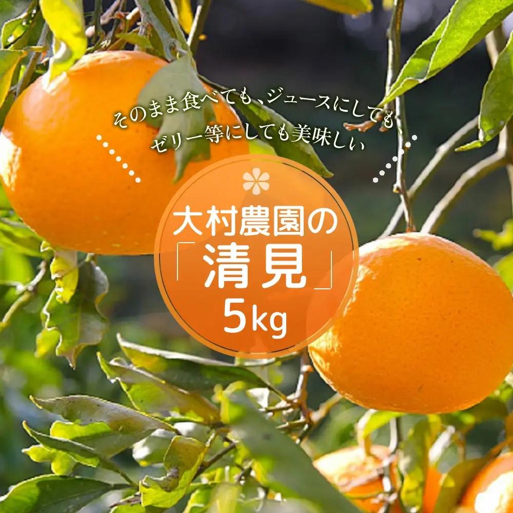 【先行予約】大村農園 みかん 清見 5kg | みかん 津久見市