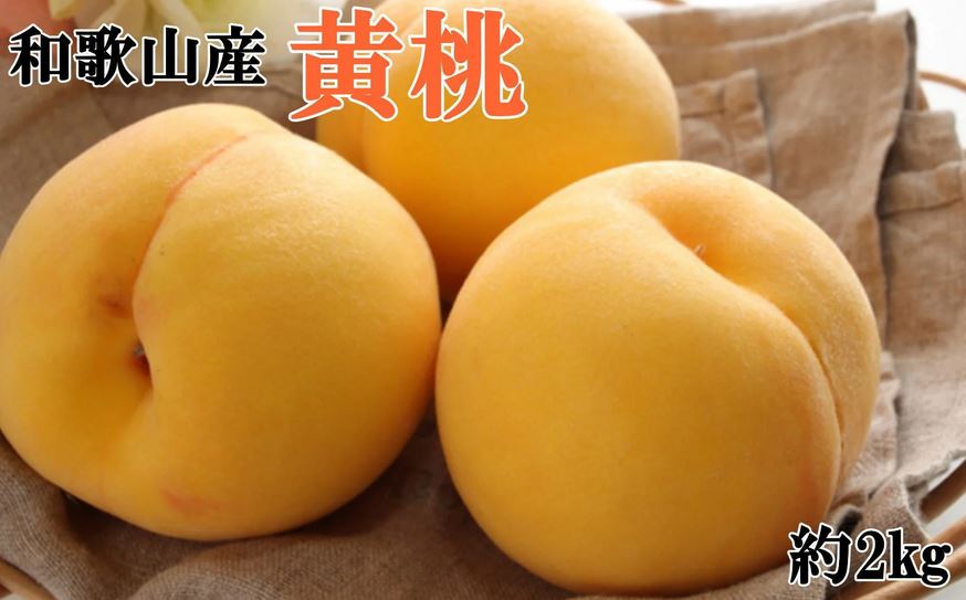 【ふるさと納税】 人気 和歌山県産 黄桃（つきあかり、ゆめおうみ）約2kg【数量限定】 【2025年7月中旬〜8月上旬頃順次発送】【TM177】 | もも 桃 モモ 黄金桃 甘い ジューシー ふるさと納税 和歌山 先行予約 果物 品種 送料無料 産地直送 絶品 濃厚 特産品 名産品