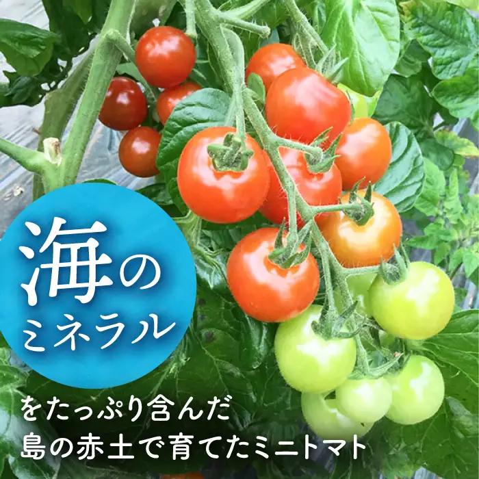 おまかせMIX カラフルミニトマト 約1.2kg [DAE002] ミニトマト