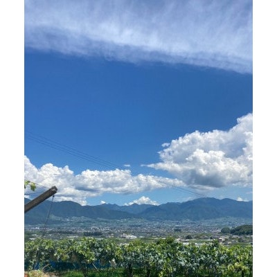 【2026年9月発送予定】シャインマスカット 約4.0kg(6〜8房)【配送不可地域：離島】【1727562】