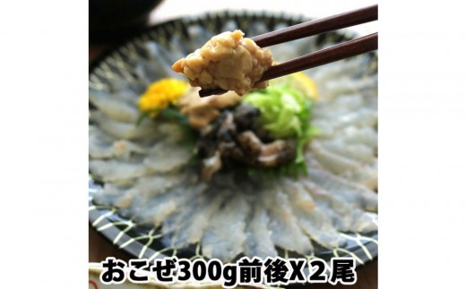 
                  【処理方法選択可】【先行予約】活き締めオコゼ2尾セット（2人前）ポン酢付き 虎魚 おこぜ 薄造り 唐揚げ | オコゼ 高級魚 刺身 唐揚げ 白身魚 国産 新鮮 活魚 鮮魚 グルメ お取り寄せ 人気
                