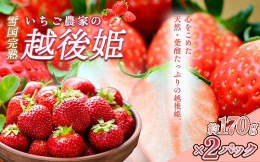 先行予約  いちご 雪国完熟いちご越後姫 約170g×2P 苺 イチゴ フルーツ 完熟 越後 新潟 苺の花ことば