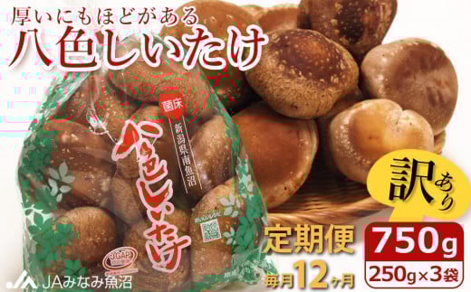 【JAみなみ魚沼定期便】家庭用「八色しいたけ」（750g×全12回） 訳あり 不ぞろい 農家応援 厚いにもほどがある