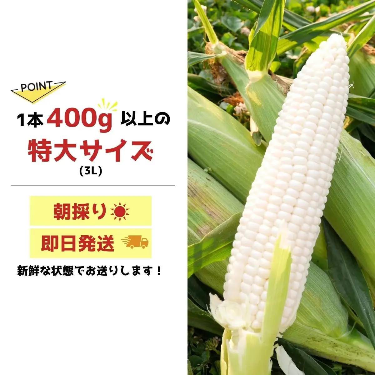 ＜先行予約＞ 東松山ハニーホワイト 5本 特大サイズ(3L) 