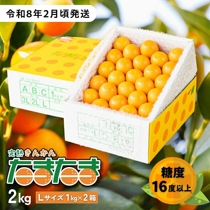【ふるさと納税】【期間限定】完熟きんかん たまたま 2kg 果物 フルーツ デザート スイーツ きんかん きんかんたまたま 完熟 宮崎県産 国産 宮崎産 贈答 贈り物 ギフト プレゼント ブランド 柑橘 柑橘系 柑橘類 おやつ グルメ お取り寄せ 宮崎県 高千穂町 送料無料