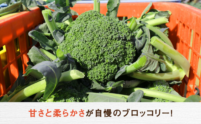ブロッコリー ブロッコリ 北海道産 新鮮 野菜 旬の野菜  先行予約 北海道