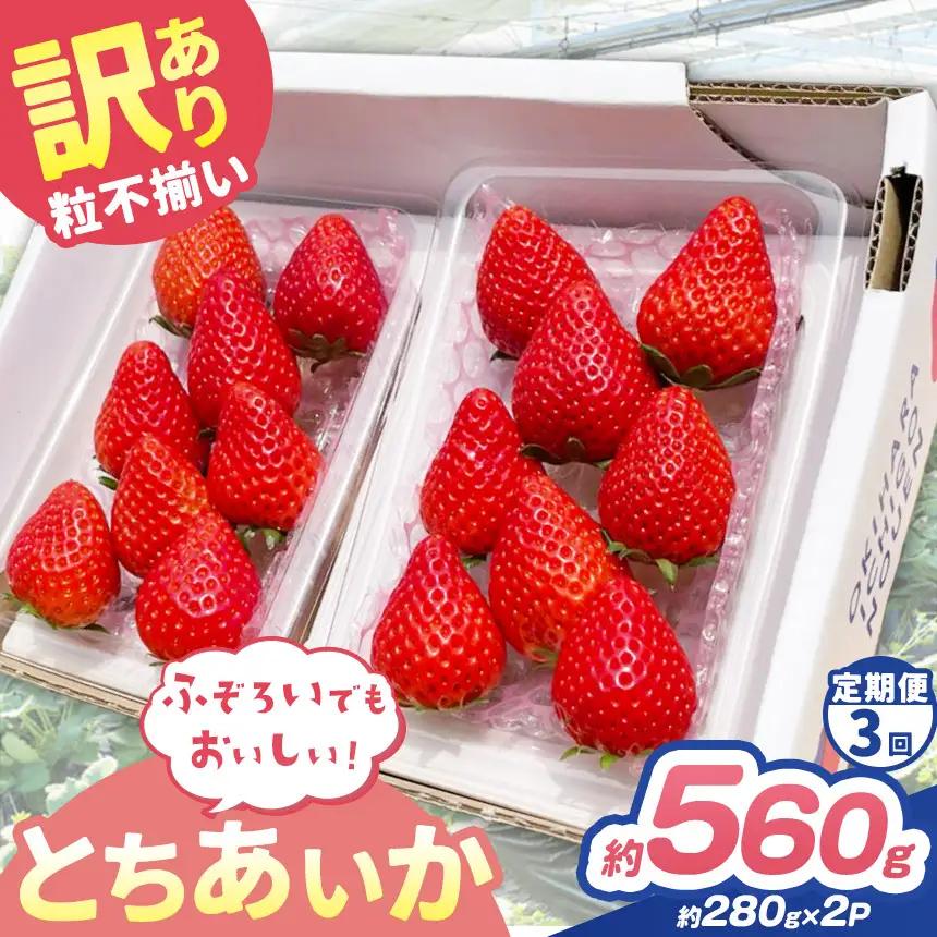【定期便3回】訳あり 粒不揃い とちあいか 560g (280g×2P) | 栃木県 矢板市 澳原いちご農園