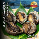 【ふるさと納税】あわび 北海道 天然 蝦夷アワビ 2～5個 産地直送 冷凍 魚貝 貝 殻付 海鮮 海産物 海の幸 魚介 魚介類 刺身 刺し身 お刺身 ステーキ バーベキュー BBQ アワビ 鮑 エゾアワビ 留萌産 留萌 留萌市　留萌市