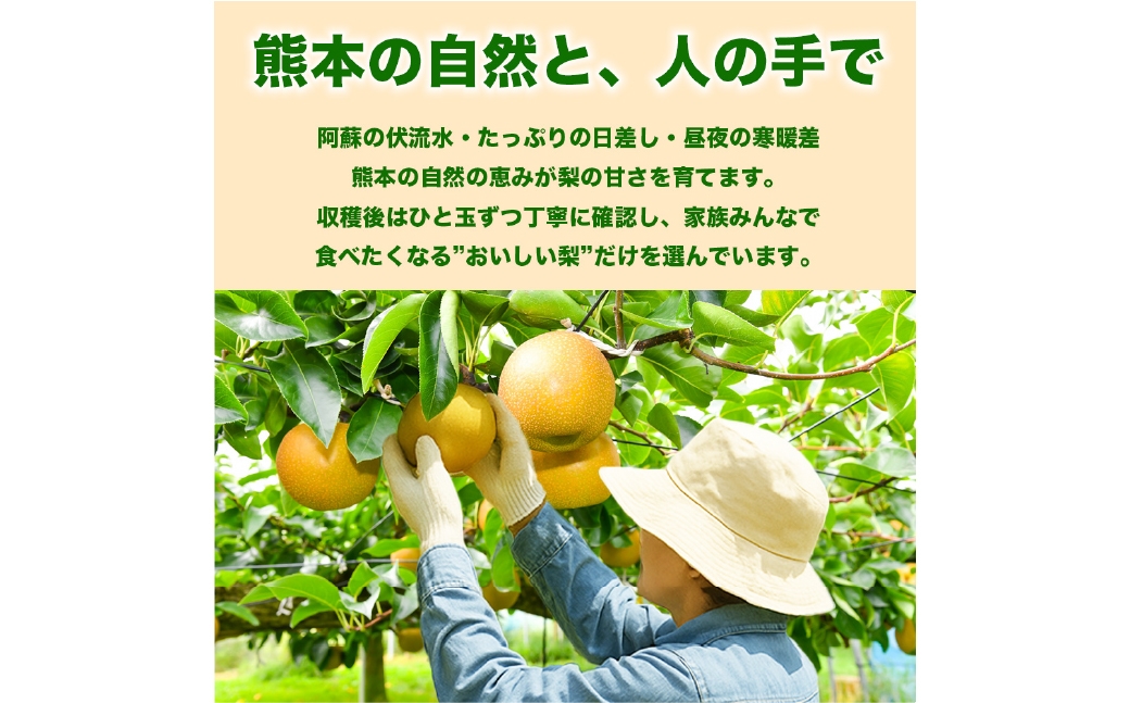 各種梨おまかせ幸水豊水秋月新高新興秋麗甘太凜果にっこり愛宕約5kg（6～18玉）