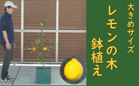 レモンの木 鉢植え 大きめサイズ レモンの木 植木鉢