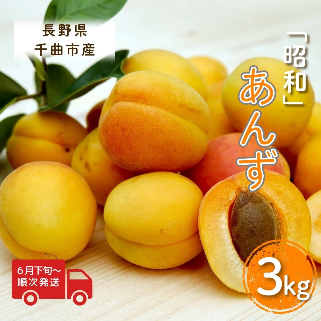 【ふるさと納税】【2026年先行予約】あんず 昭和(長野県オリジナル品種) 約3kg 杏子 アプリコット 千曲市産 長野県 信州