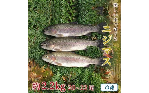 山梨県産　桂川の冷凍ニジマス　計:約2.2kg(約20～22尾)