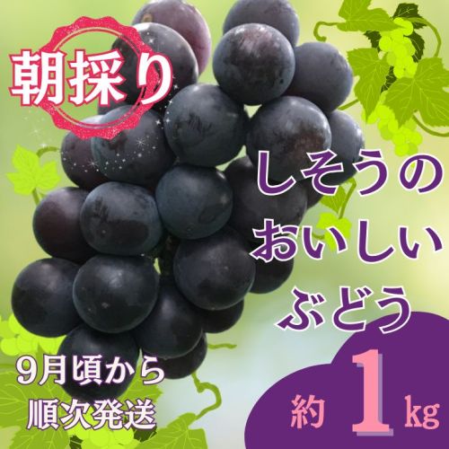 I6【令和7年産　先行受付】しそうのおいしいぶどう　約1kg