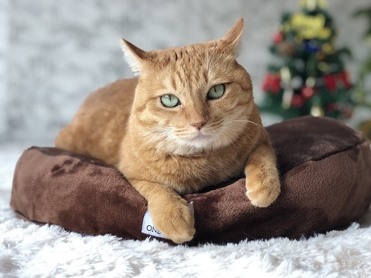 
【たっぷり!!リアルダウン使用】円形タイプ　ペット用　羽毛クッションセット　ペットベッド　犬や猫が大好き!! H162-032
