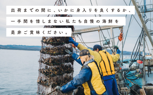 【国内消費拡大求む】≪先行予約2024年11月から配送≫[No.5930-0251]北海道サロマ湖産　貝付きホタテ12枚　帆立　ほたて　刺身　玉冷　海鮮　魚貝　国産　殻付き　貝付き　冷蔵　サロマ湖　オ