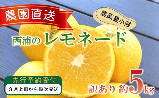 訳あり 西浦 レモネード 5kg 木負観光みかん園 レモン 檸檬 柑橘 フルーツ 旬 果物 国産 産地直送 季節限定 西浦 沼津市 静岡県