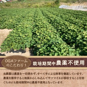 【予約：2025年10月下旬から順次発送】北の果てのサツマイモ ハロウィンスイート ※土付き ( 北海道 野菜 芋 さつま芋 さつまいも サツマイモ 期間限定 数量限定 )【133-0001-2025