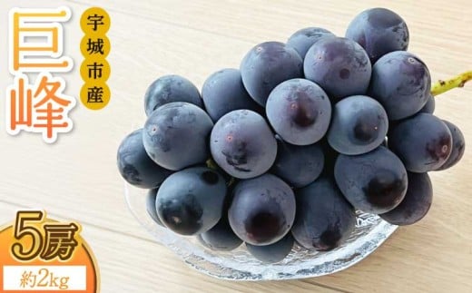 
            巨峰 約2kg 5房 【8月上旬～8月下旬発送予定】 きょほう 葡萄 ぶどう  みのだ観光農園 熊本県 宇城市産 
          