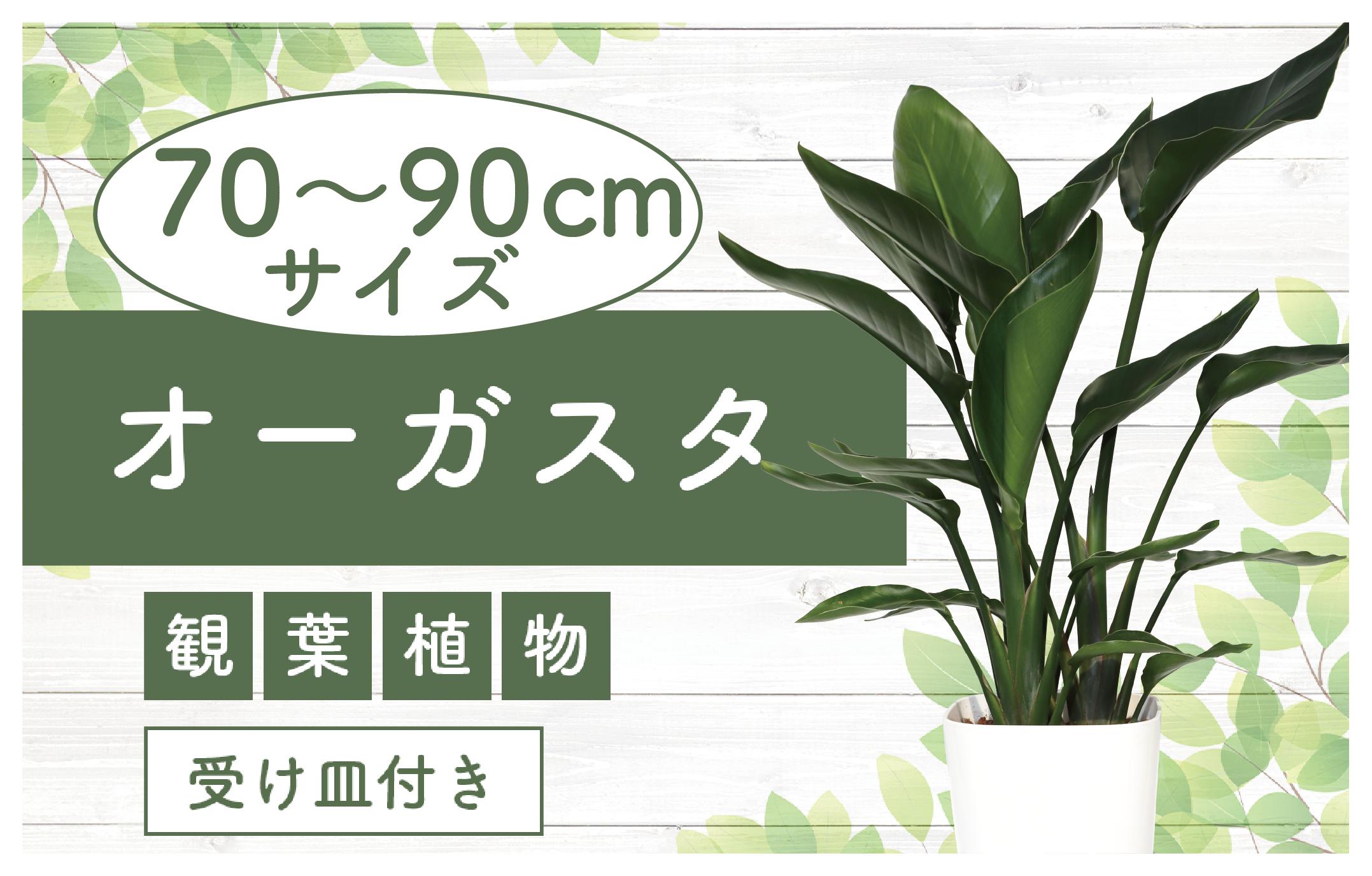 
            【観葉植物】オーガスタ70cm～90cm(緑の中道/025-1993) 観葉植物 植物 鉢付 インテリア 室内 オフィス おしゃれ プレゼント ギフト 開店祝い 移転祝い マイナスイオン【配送不可地域：北海道・沖縄県・離島】
          