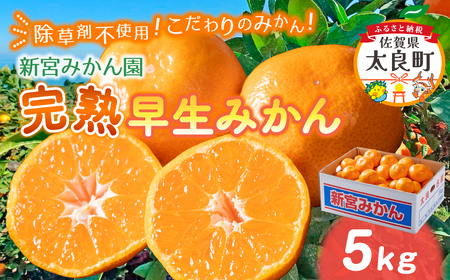 新宮みかん園 完熟早生みかん（S～L）５kgみかんミカン蜜柑温州みかんふるさと納税有明海柑橘甘い果物フルーツ新宮みかん園佐賀県太良町 L54x2 【2026年11月上旬～2027年1月上旬発送予定】