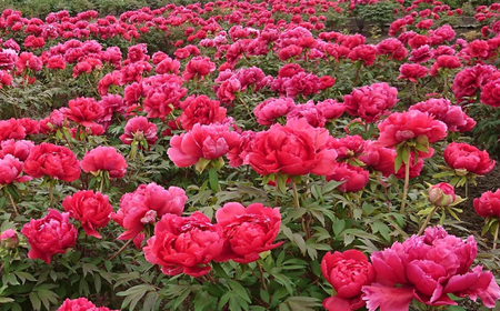 松江大根島牡丹苗(3色セット) 島根県松江市/島根県農業協同組合くにびき地区本部[ALBC002] 牡丹苗 花