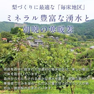FKP9-652 【先行予約】マンゴー梨（王秋梨）約2.5kg なし ナシ 梨 デザート フルーツ 果物 くだもの 果実 食品