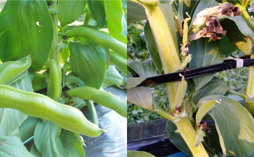 熊本県産 そらまめ 約4kg（2粒） 野菜 豆類 そら豆 【2026年4月上旬-4月下旬迄発送予定】