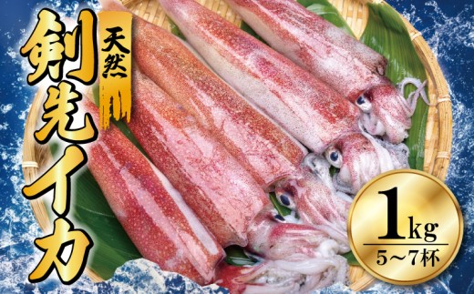 天然 剣先イカ 1kg 5～7杯 いか 新鮮 急速冷凍 釣りたて 魚介 刺身 イカ 剣先いか イカ刺し 塩辛 墨抜き ケンサキイカ 海鮮 刺し身 下処理済み グルメ おつまみ ご飯のお供 下関 山口 【配送指定日必須】