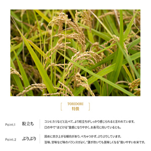 【真空パック】令和7年産 新米 鳥取県産きぬむすめ 米 キヌムスメ 10kg 返礼品 米 お米 おこめ こめ 真空パック包装 備蓄 防災 長期保存 単一原料米 ローリングストック 鳥取県日野町