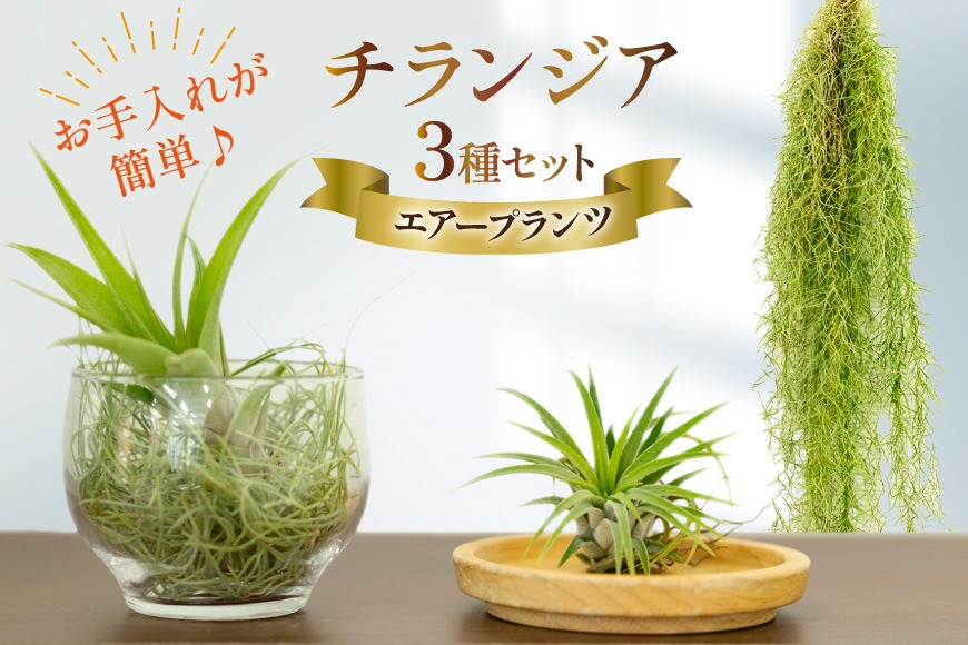 BI177 チランジア 3種 セット [ 観葉植物 インテリア エアープランツ エアプランツ フレクスオーサ イオナンタ スパニッシュモス お試し 植物 ガーデン グリーン 北尾洋蘭園 長崎県 島原市 ]