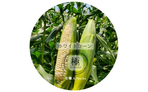 
                  M011　ホワイトコーン極－Ｋｉｗａｍｉー（レギュラー）
                