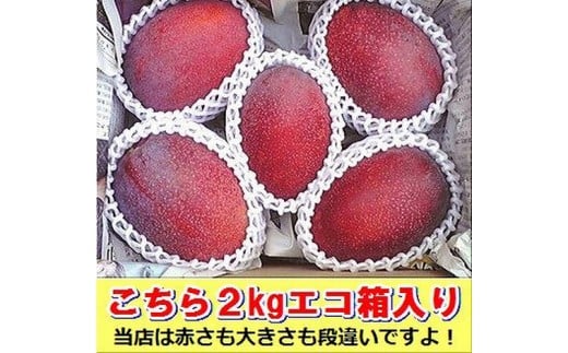 マンゴー約2kgをお届け