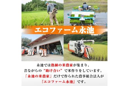Z5-10 令和5年産 特別栽培米 伊佐米永池ひのひかり(3kg)鹿児島でも極良食味のお米が出来る永池地区で作ったお米！九州米サミット食味コンテスト最優秀賞2回受賞【エコファーム永池】