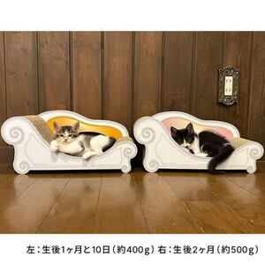 子猫のおしゃれ爪とぎ「カリカリーナmicio」モスグリーン【1660910】