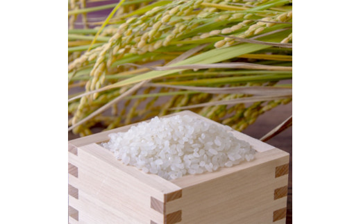 【定期便】特別栽培米 コシヒカリ 丹の国穂まれ 精米 5kg×3回 新米 令和7年度産 15kg 京都府 中丹 舞鶴 綾部 福知山 こしひかり お米 白米 ご飯 米 主食 白ご飯 農協 JA