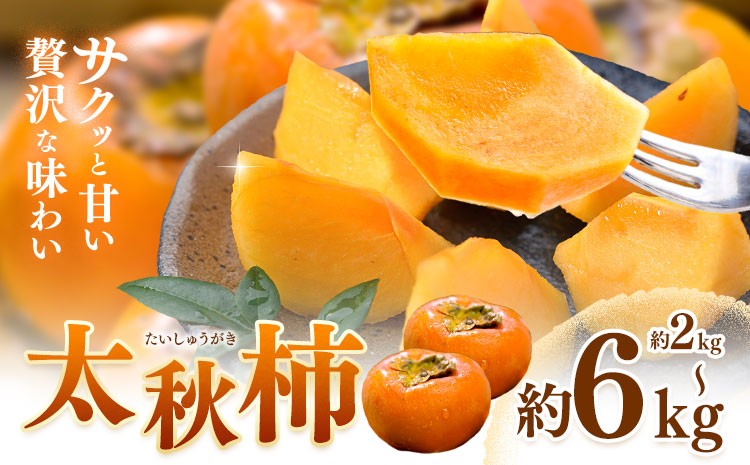 
                  【先行予約】柿 太秋柿 たいしゅうがき 選べる 約2kg 約3kg 約6kg 日本フルーツ株式会社《2026年9月上旬-10月下旬頃出荷》熊本県 菊池市 柿 かき 熊本県産 秋の味覚 果物 くだもの フルーツ デザート
                