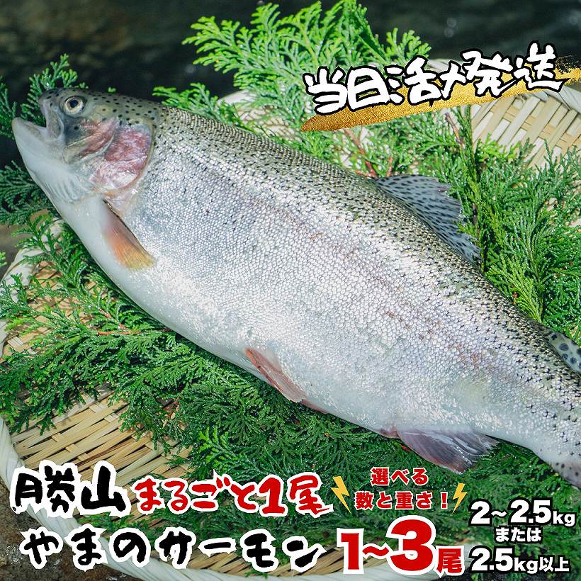 【ふるさと納税】★2026年★ 福井県勝山市産 勝山 やまのサーモン まるごと1尾 ｜サーモン 鮭 さけ サケ ふくいサーモン 福井県産 ふくい 魚 旬 新鮮 活〆 丸ごと 1匹 海鮮 魚介 北陸