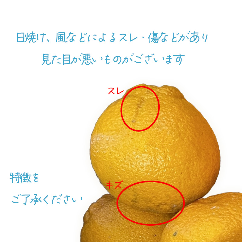 【2027年2月下旬頃から順次発送】みかん 不知火 しらぬい 約3kg  訳ありでこぽん と同品種  愛媛県産