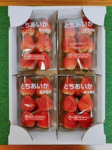 【先行予約・朝採り・農園直送（1月~2月収穫・発送）】栃木県産とちあいか（レギュラー270ｇ×4パック）×1箱