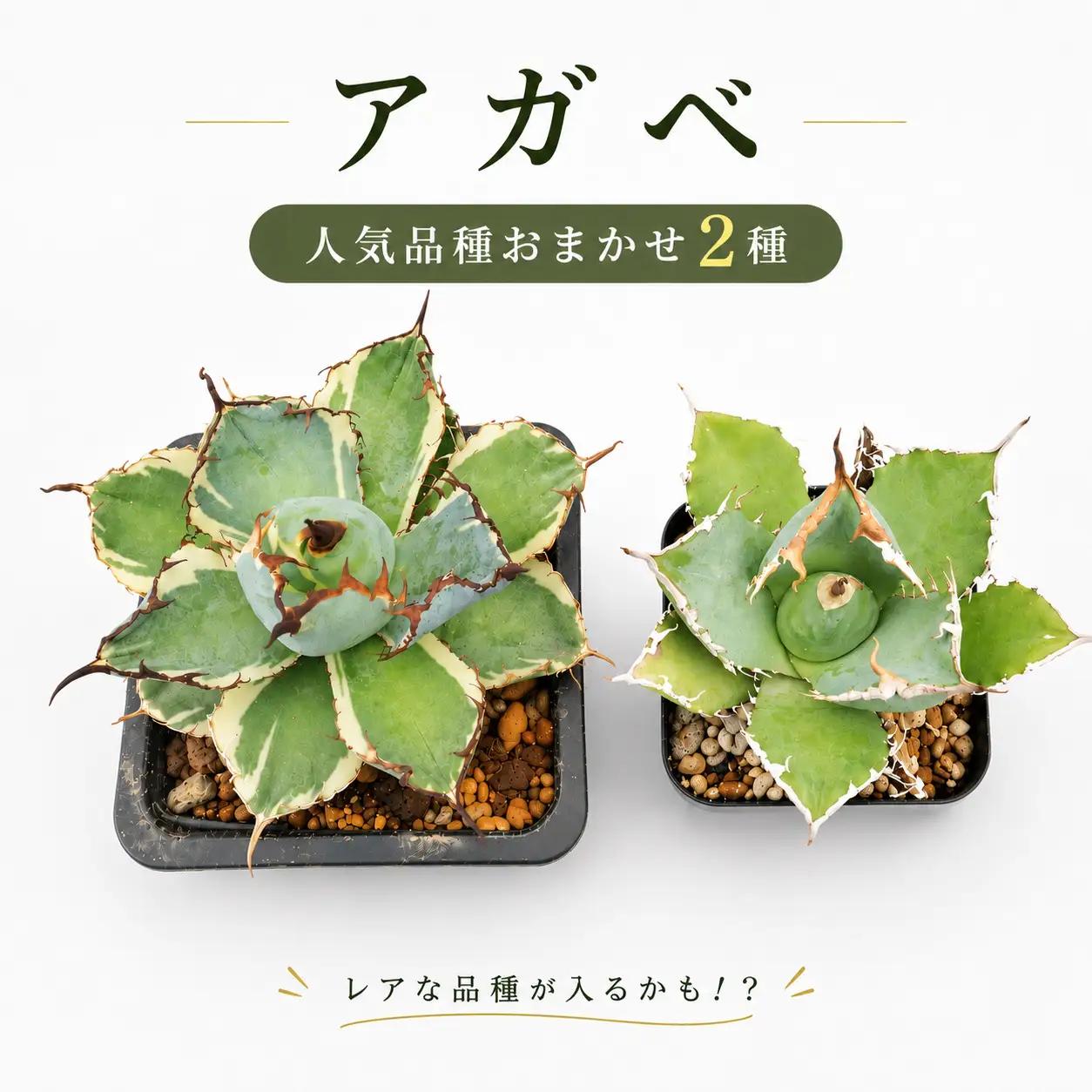 アガベ 2種 チタノタ 観葉植物 多肉植物