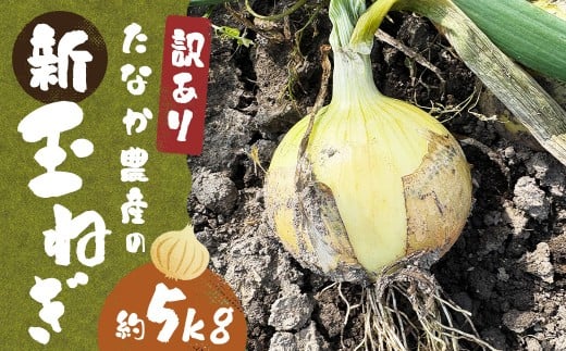 【先行予約】 【訳あり】 たなか農産の柳川産 新玉ねぎ 約5kg 【2026年4月上旬～6月下旬迄順次発送予定】 訳アリ 理由あり わけあり 新玉葱 玉葱 玉ねぎ たまねぎ 野菜 春限定 国産 九州 福岡県 柳川市 常温