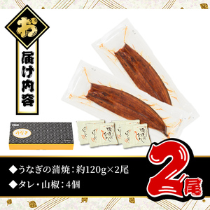 無投薬 鹿児島県産 うなぎ 蒲焼 セット ＜定番＞(計240g以上・ 約120g×2尾) タレ・山椒付き【西日本養鰻】A730