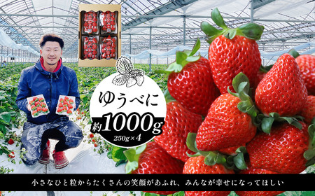 熊本限定品種 いちご ゆうべに 約1000g |  いちご 熊本県 玉名市