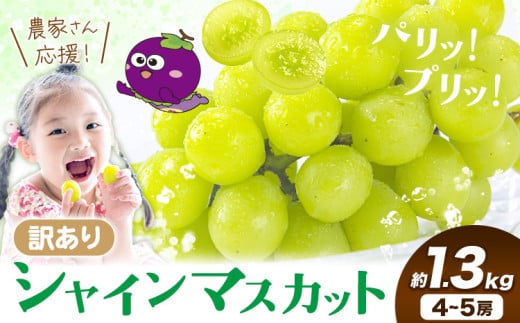 【先行予約】訳あり シャインマスカット 約1.3kg 《2025年8月上旬-8月下旬頃出荷》訳あり シャインマスカット マスカット ぶどう フルーツ 果物 大阪府 羽曳野市 シャイン 食べやすい