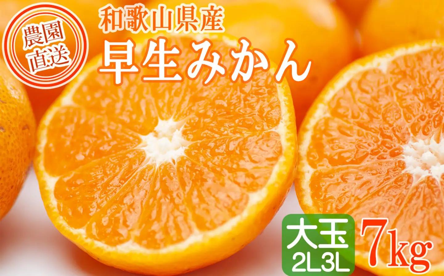 訳あり 早生みかん ２L・３Lおまかせ 7kg 和歌山みかん