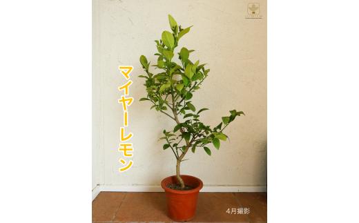 A-058  マイヤーレモン（6号鉢植）　※沖縄・離島への配送不可